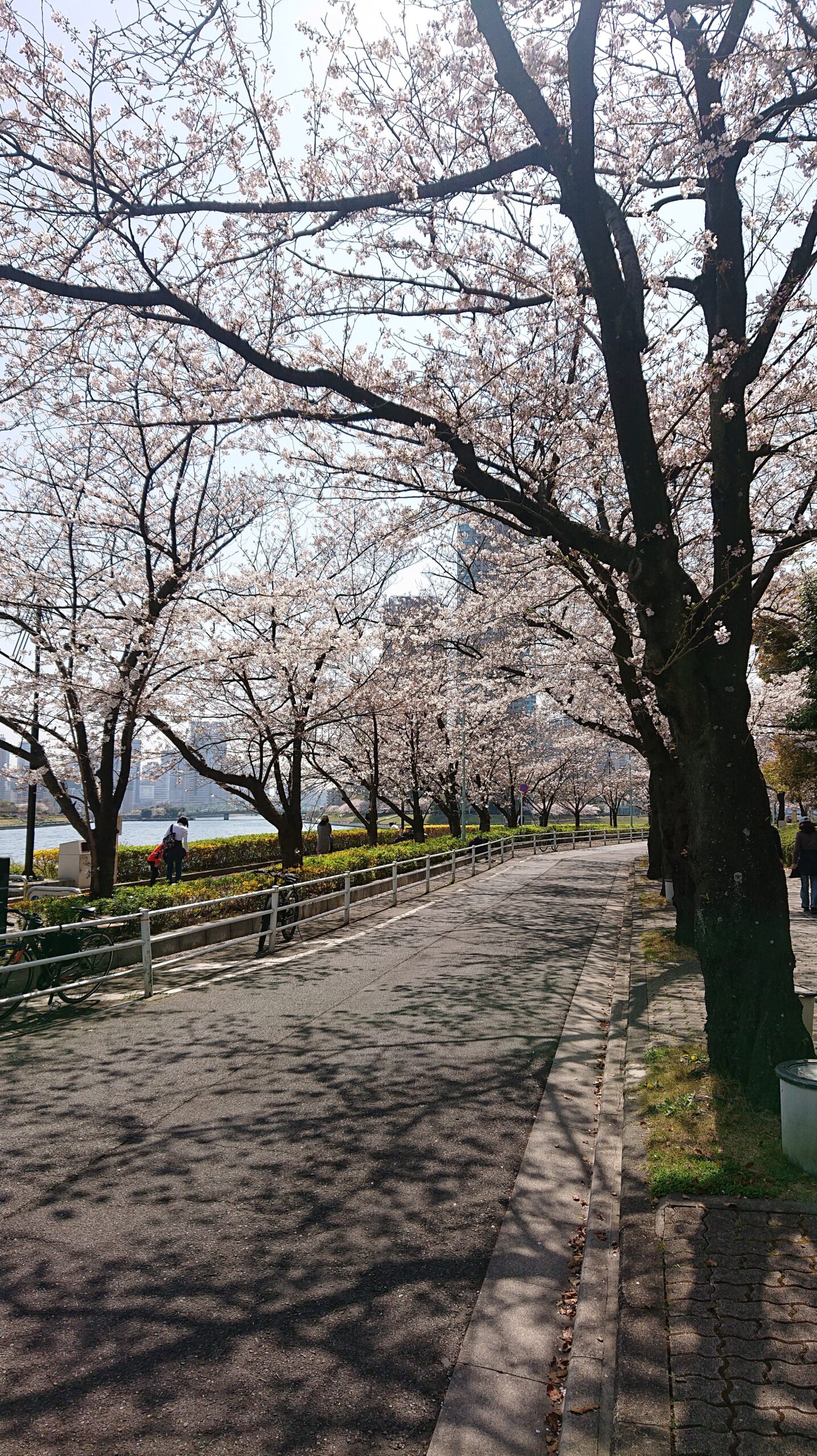 新川の５回目の桜。ほんとにきれい。ありがとうございました。